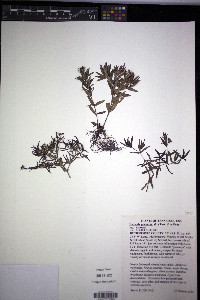Hedyotis purpurea image