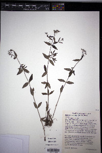 Hedyotis longifolia image