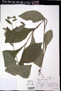 Elephantopus carolinianus image