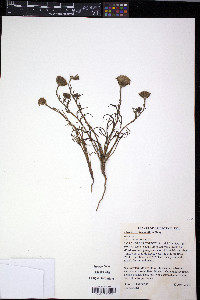 Chaenactis fremontii image
