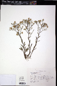 Symphyotrichum oolentangiense image