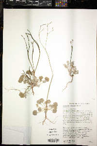 Eriogonum molestum image
