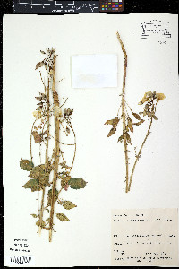 Camissonia strigulosa image