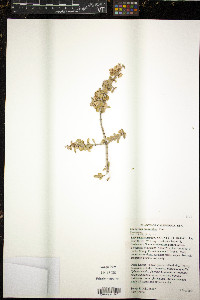 Ceanothus crassifolius image