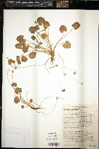 Ranunculus cymbalaria image