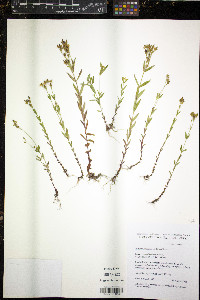 Hypericum majus image
