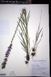 Liatris spicata image