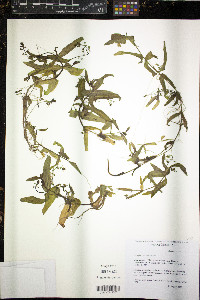Veronica catenata image
