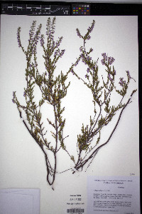 Calluna vulgaris image