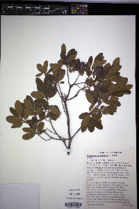 Rhododendron canadense image