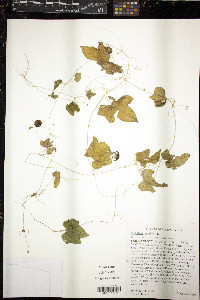 Melothria pendula image
