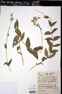 Silene vulgaris image