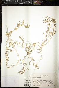 Tribulus terrestris image