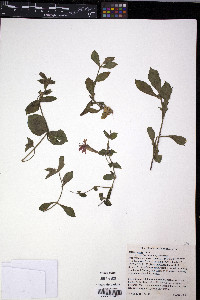Silene ovata image