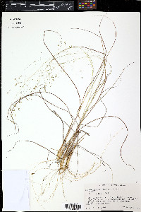 Eragrostis hypnoides image