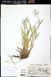Muhlenbergia sobolifera image