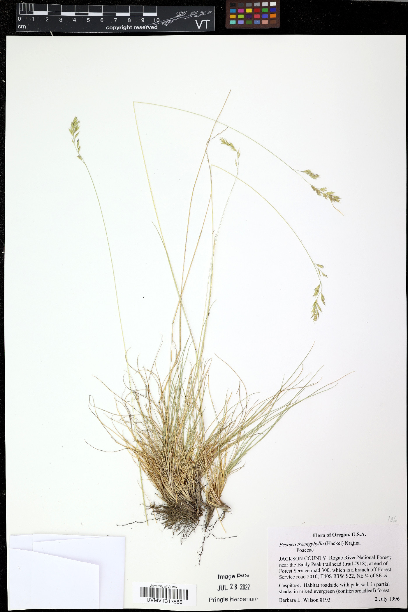 Eragrostis trichodes image