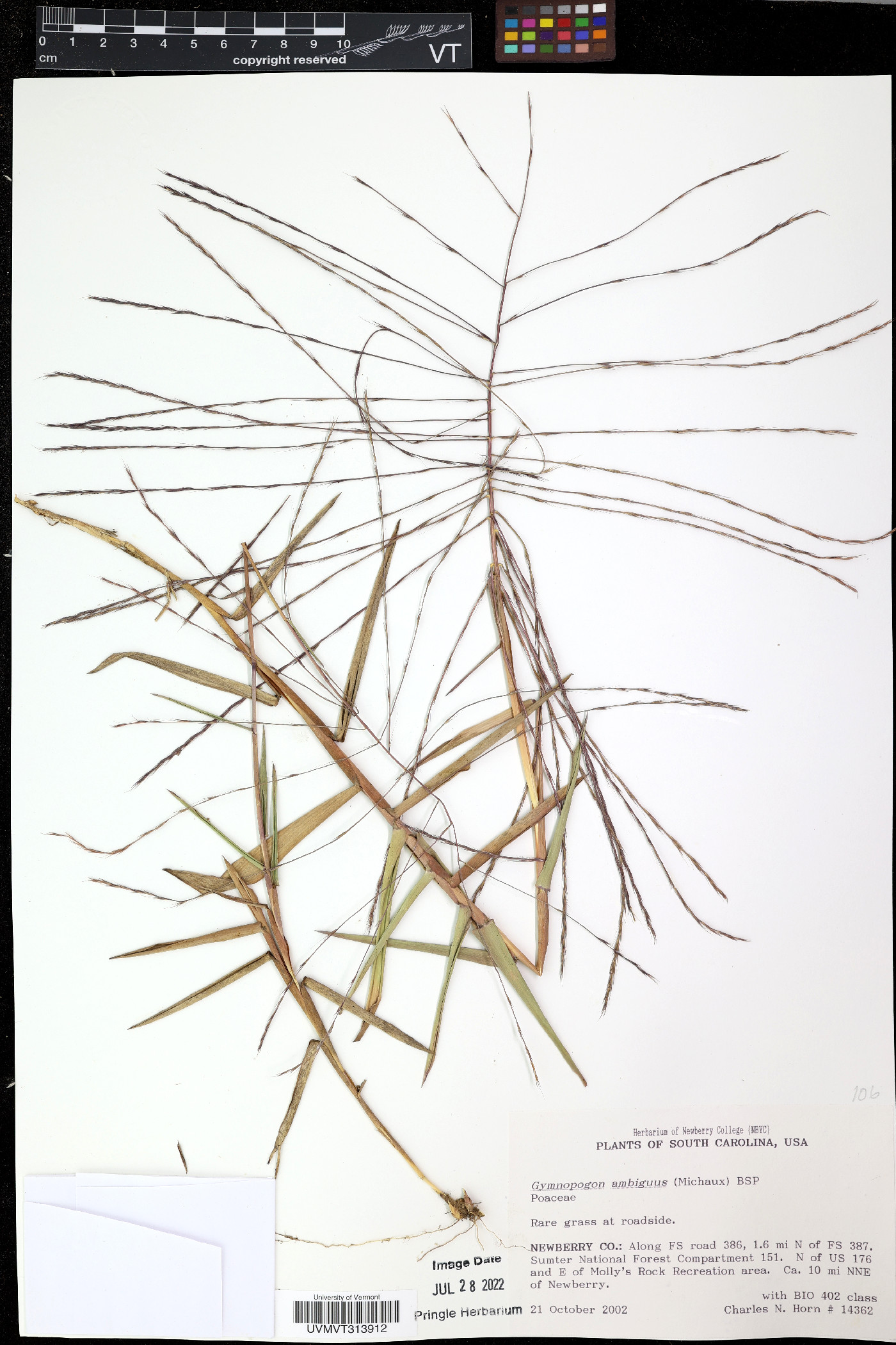 Glyceria arkansana image