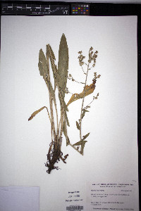 Hackelia micrantha image