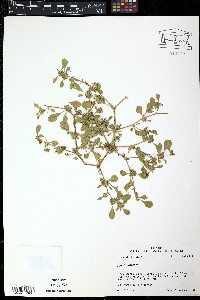 Anredera cordifolia image