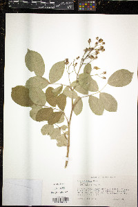 Rosa multiflora image