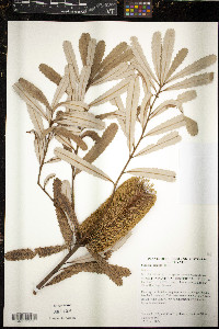 Banksia aemula image