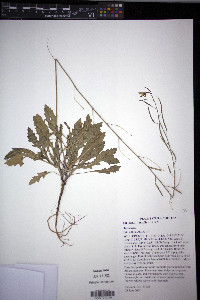 Diplotaxis muralis image