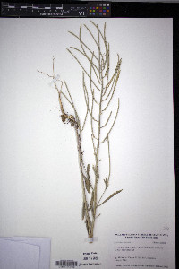 Erysimum asperum image
