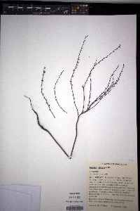 Lappula squarrosa image
