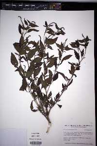 Heliotropium angiospermum image