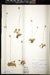 Parnassia kotzebuei image