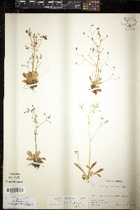 Micranthes ferruginea image