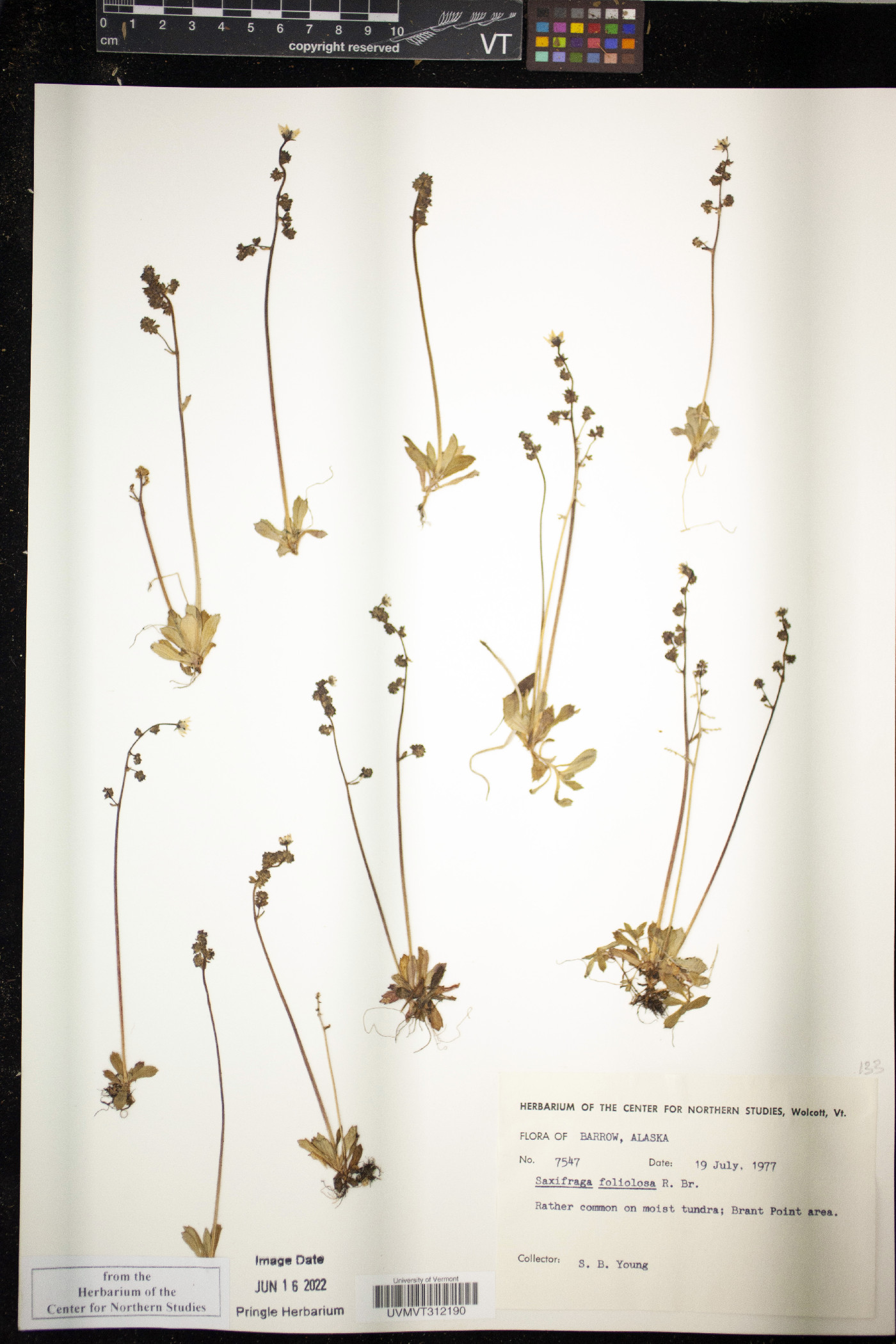 Saxifraga foliolosa image