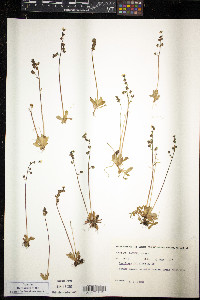 Saxifraga foliolosa image