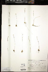Saxifraga foliolosa image