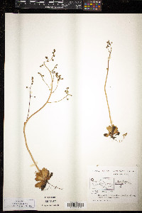 Saxifraga foliolosa image