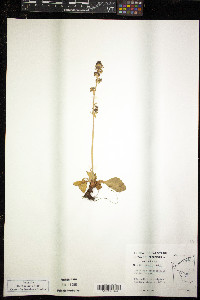 Micranthes hieraciifolia image