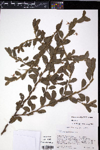 Micranthes hieraciifolia image