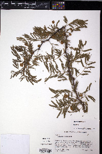 Micranthes hieraciifolia image