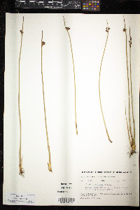 Juncus arcticus image