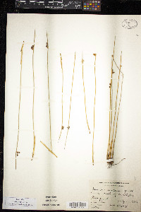 Juncus arcticus image