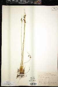 Juncus arcticus image