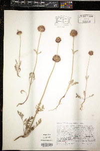 Juncus biglumis image