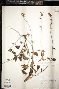 Juncus biglumis image