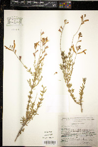 Juncus biglumis image