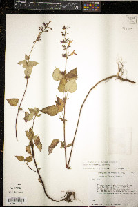 Juncus biglumis image