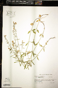 Juncus triglumis image