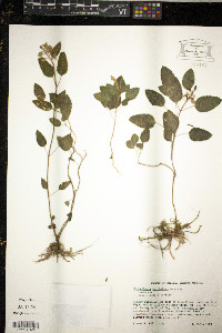 Juncus triglumis image