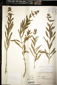 Juncus castaneus image