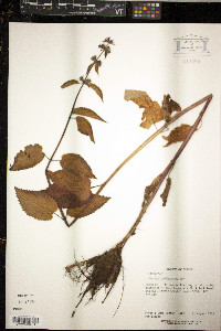 Juncus castaneus image